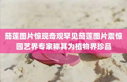 茄莲图片惊现奇观罕见茄莲图片震惊园艺界专家称其为植物界珍品