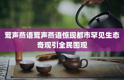 莺声燕语莺声燕语惊现都市罕见生态奇观引全民围观