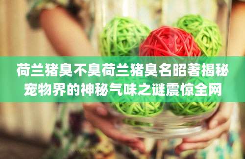 荷兰猪臭不臭荷兰猪臭名昭著揭秘宠物界的神秘气味之谜震惊全网