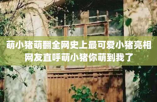 萌小猪萌翻全网史上最可爱小猪亮相网友直呼萌小猪你萌到我了