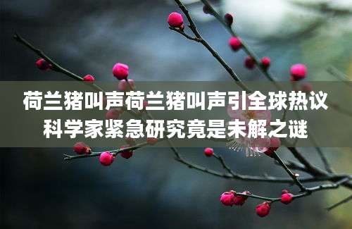 荷兰猪叫声荷兰猪叫声引全球热议科学家紧急研究竟是未解之谜