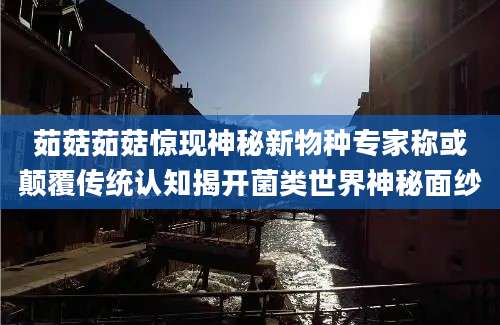 茹菇茹菇惊现神秘新物种专家称或颠覆传统认知揭开菌类世界神秘面纱