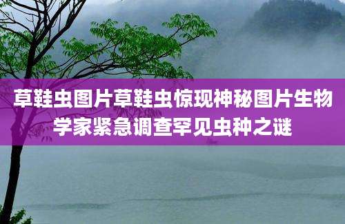 草鞋虫图片草鞋虫惊现神秘图片生物学家紧急调查罕见虫种之谜