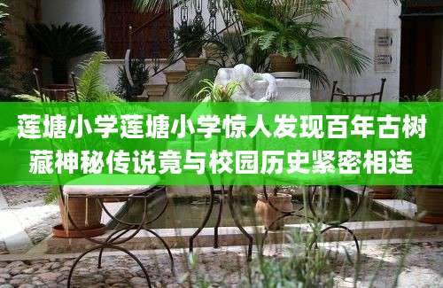 莲塘小学莲塘小学惊人发现百年古树藏神秘传说竟与校园历史紧密相连