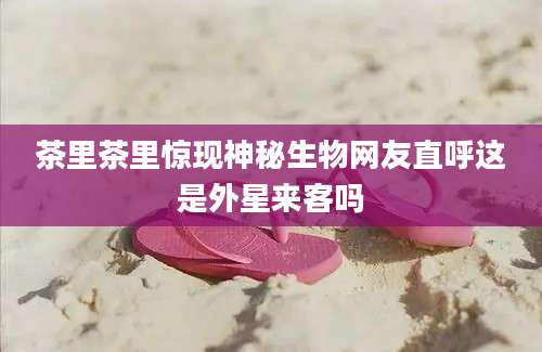 茶里茶里惊现神秘生物网友直呼这是外星来客吗
