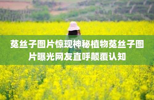 菟丝子图片惊现神秘植物菟丝子图片曝光网友直呼颠覆认知