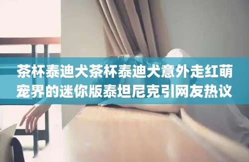 茶杯泰迪犬茶杯泰迪犬意外走红萌宠界的迷你版泰坦尼克引网友热议