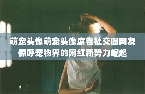 萌宠头像萌宠头像席卷社交圈网友惊呼宠物界的网红新势力崛起